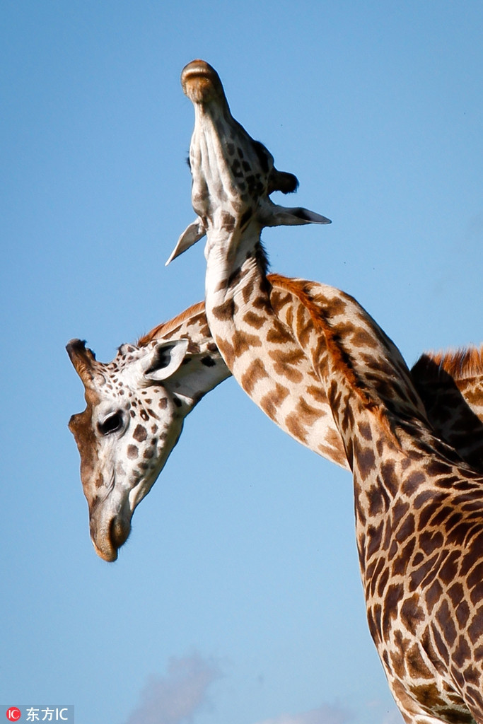 Trong Khu bảo tồn quốc gia Maasai, Kenya, nhiếp ảnh gia Robyn Preston đã chụp được khoảnh khắc ấn tượng khi hai con hươu cao cổ đực cạnh tranh, thể hiện sức mạnh với đồng loại của mình.