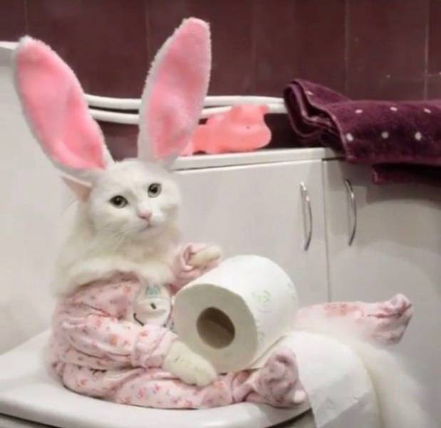 Bị bắt phải hóa trang thành thỏ, mèo trắng buồn bã vì nghĩ rằng chủ nhân đã không còn thích mình nữa.