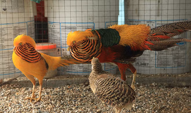 Nếu như cách đây vài năm, việc sở hữu loài chim này rất khó khăn thì giờ loài chim này đã phổ biển.