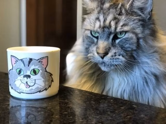 Bực bội vì hình ảnh oai nghiêm của mình bị đem biến thành ngộ nghĩnh hài hước, con mèo cưng quý tộc này khó chịu ra mắt với món quà của chủ nhân.