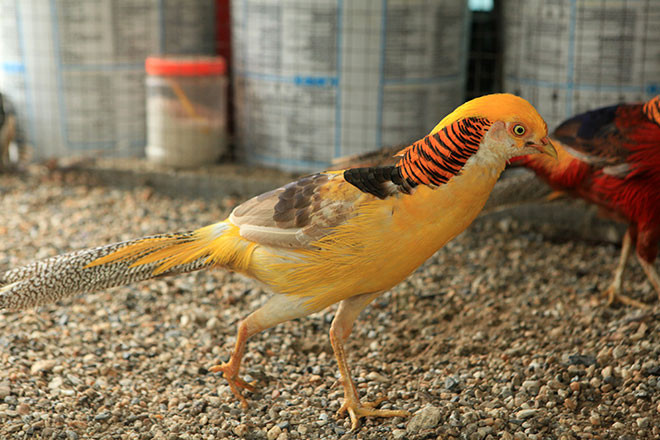 Hiện tại loài chim này đã có thể đẻ trong điều kiện nuôi nhốt và cách chăm sóc cũng không quá cầu kỳ. Đặc biệt loài chim này ăn rất ít.