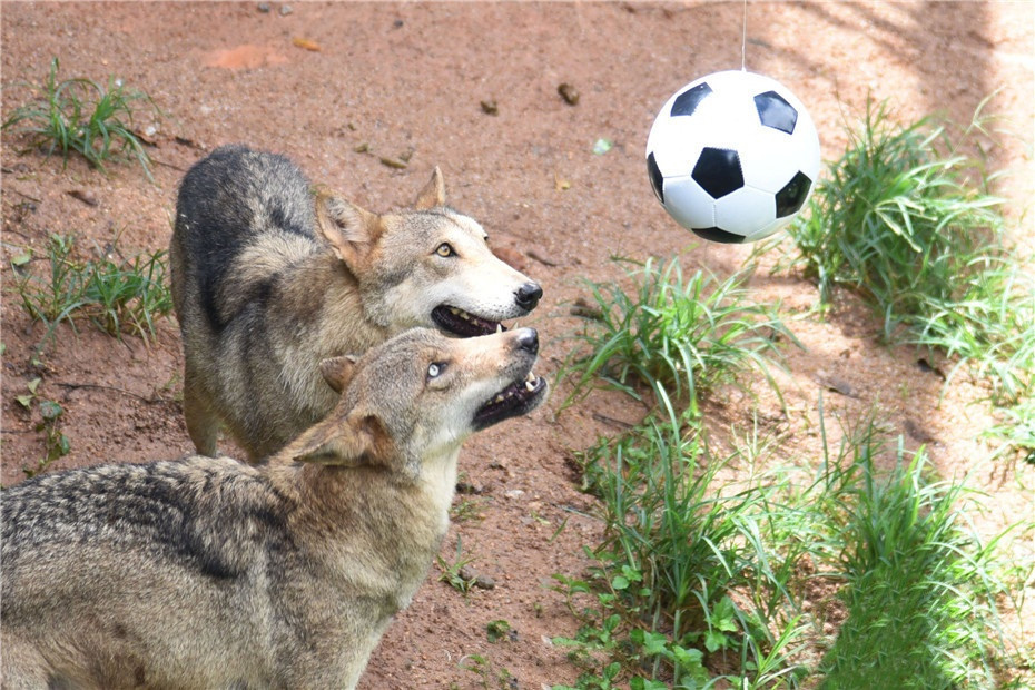 Tiếp đó, những con sói thực sự tham gia vào cuộc chơi. Chúng nhảy lên một cách khéo léo và dùng mũi, đầu để chơi bóng.