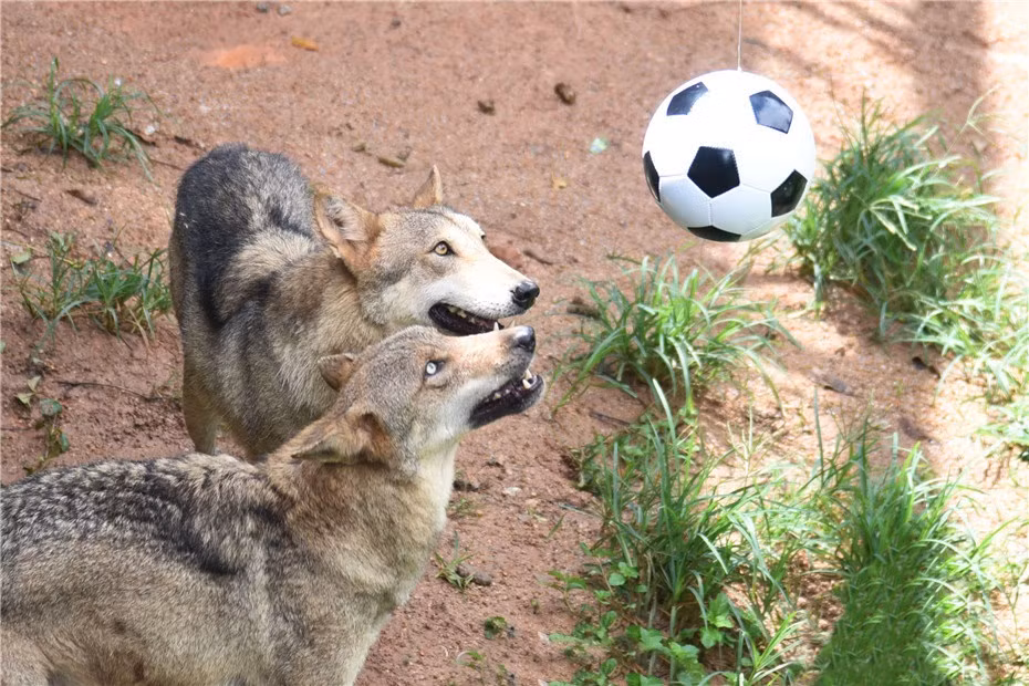 Tiếp đó, những con sói thực sự tham gia vào cuộc chơi. Chúng nhảy lên một cách khéo léo và dùng mũi, đầu để chơi bóng.