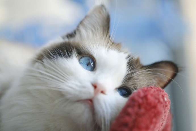 Ở bất cứ góc chụp nào, Tiểu Hồ Ly đều đẹp xuất sắc. Có thể nói là một chú mèo không có góc chết.