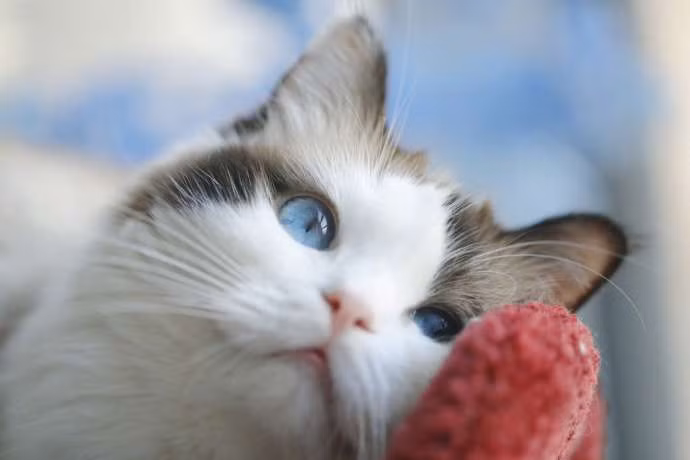 Ở bất cứ góc chụp nào, Tiểu Hồ Ly đều đẹp xuất sắc. Có thể nói là một chú mèo không có góc chết.