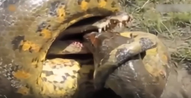 Trong một diễn biến khác, cá sấu đã thua trăn khổng lồ một cách đau đớn vì không thể chiếm được cơ hội, giành chiến thắng dứt điểm.