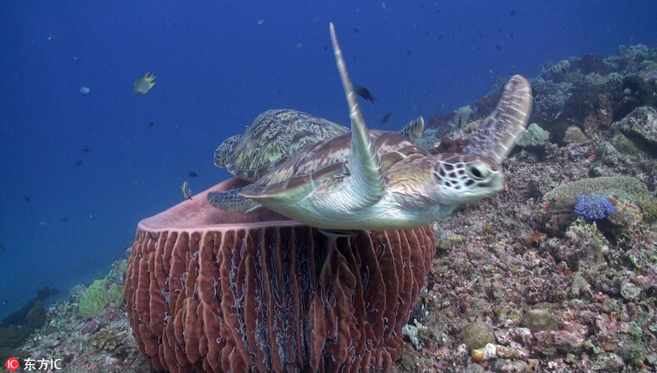 Rua bien ham huc vi bi tranh ca cho ngu
