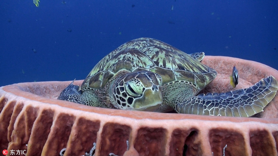 Rua bien ham huc vi bi tranh ca cho ngu-Hinh-3