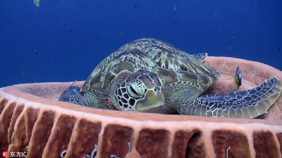 Rua bien ham huc vi bi tranh ca cho ngu-Hinh-3