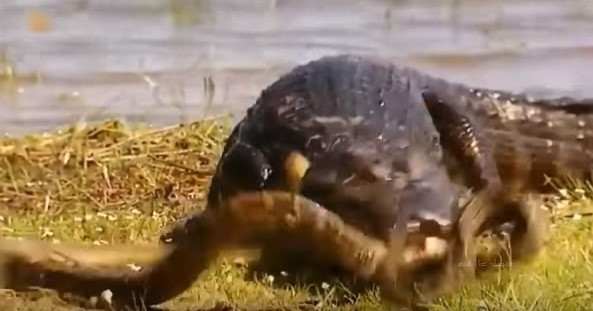 Mặc dù linh hoạt hơn, thế nhưng nhược điểm về kích thước khiến trăn thảm không chiếm được nhiều ưu thế. Ý định cuốn chặt lấy hàm cá sấu của trăn khổng lồ bị cá sấu ranh mãnh đập tan nhiều lần.