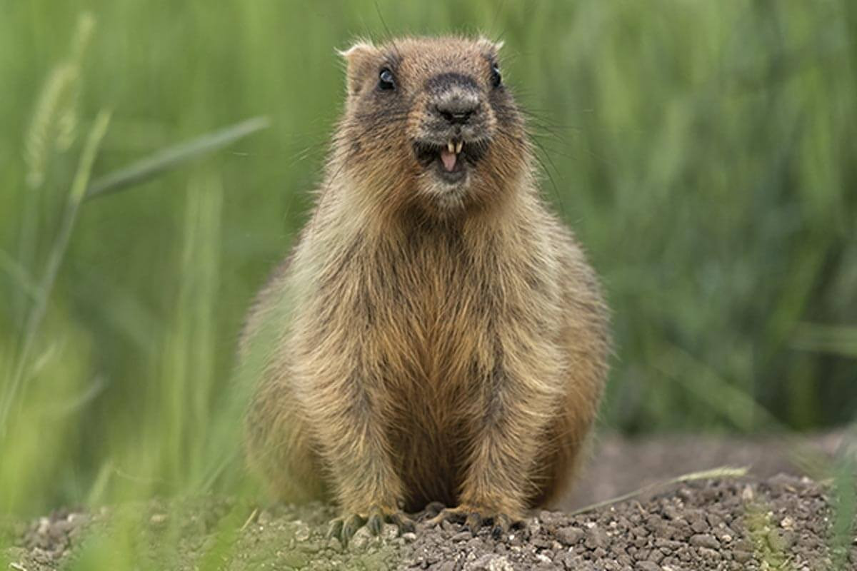 Theo tìm hiểu, sóc marmot là loài sóc đất khổng lồ, có sức sống vô cùng dẻo dai.
