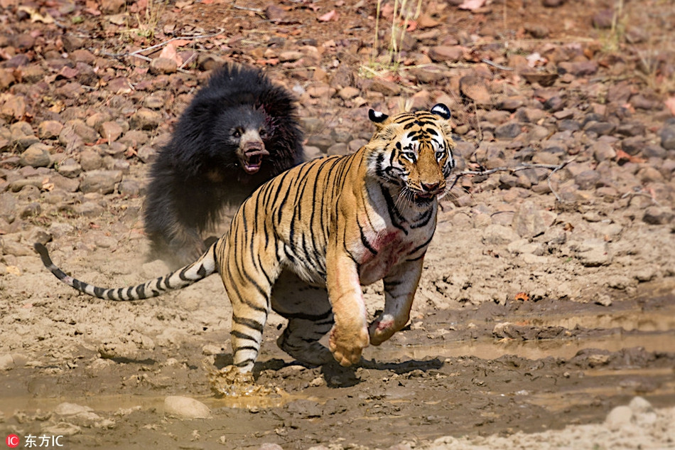 Trong trận chiến với hổ vằn để bảo vệ con, gấu lợn mẹ cũng đã bị thương, tuy nhiên nó vô cùng hạnh phúc khi gấu lợn con vẫn được an toàn.