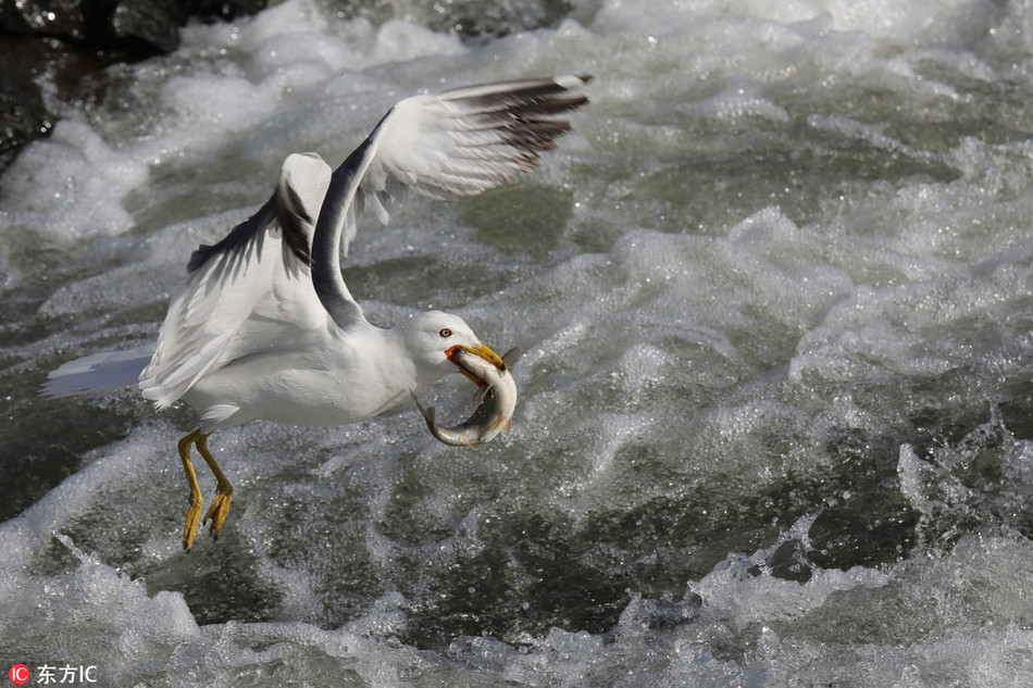 Ngược lại với sự hưng phấn, sung sướng của mòng biển. Vào thời điểm này trong năm, những con cá ngọc trai phải đối diện với "kiếp nạn" sinh tử của mình.