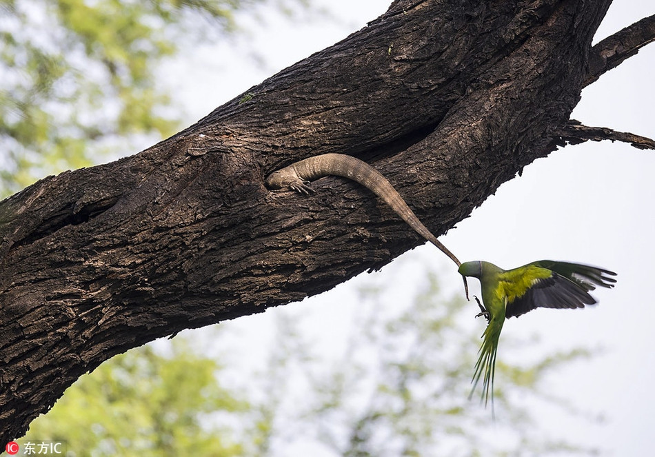 Nhân lúc vẹt mẹ đi kiếm ăn, thằn lằn đói bụng lẻn vào tổ vẹt để săn giết những con vẹt con. Phát hiện ra sẽ thù, vẹt mẹ điên cuồng tấn công.