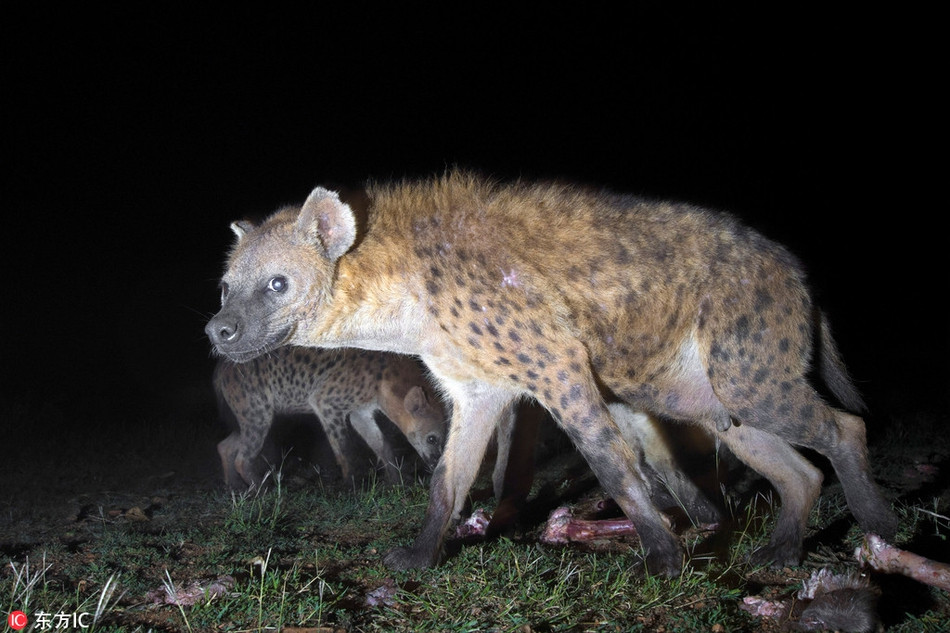 Linh cẩu đang được dị nhân Abbas cho ăn. Trông chúng hiền lành và bớt cảnh giác hơn hẳn.