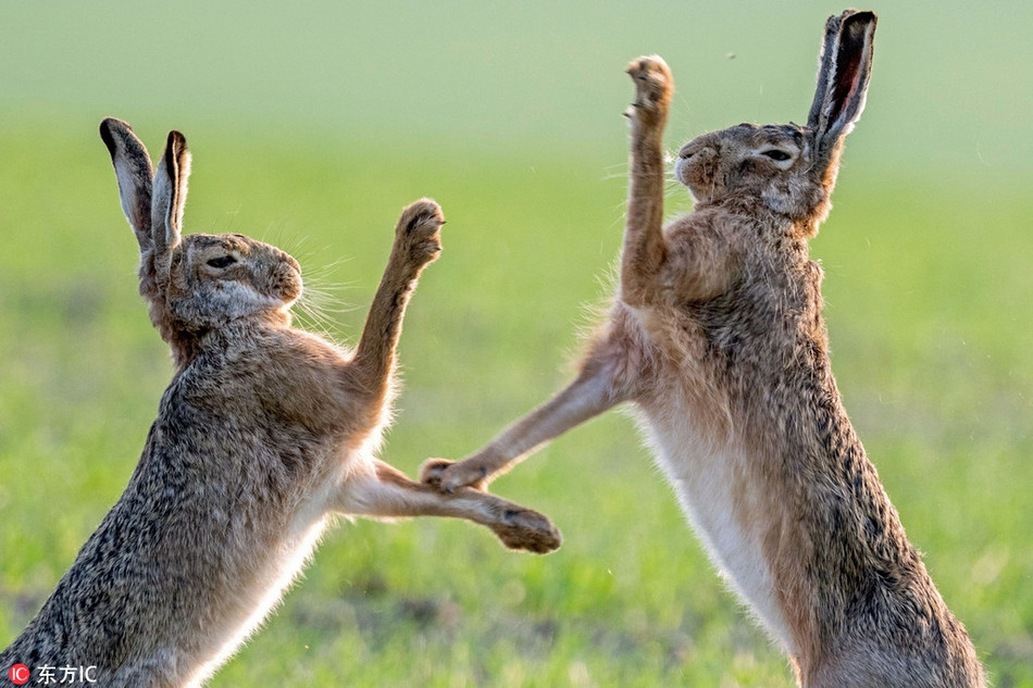 Vào thời điểm mùa xuân tới, những con thỏ đực sẽ bắt đầu cuộc chiến đầy căng thẳng để giành quyền giao phối. Chúng sử dụng mọi kỹ năng, nhằm đúng vào điểm yếu trên mặt và đầu của đồng loại.