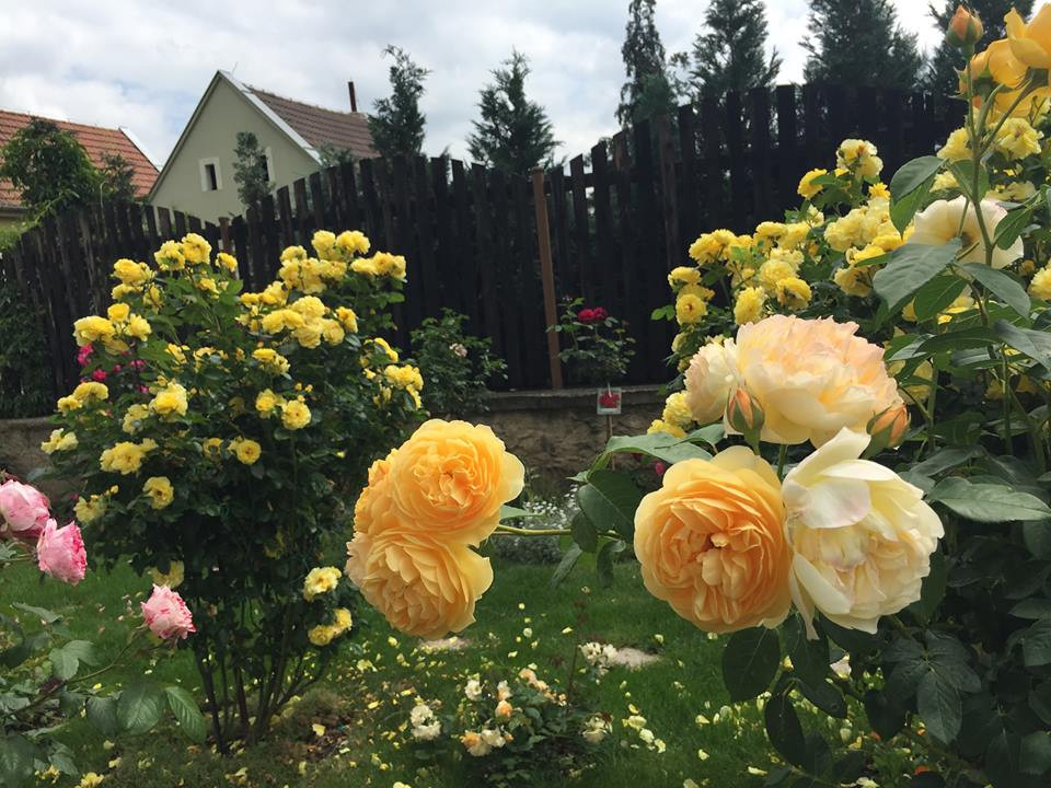 Trong khu vườn rộng 250m2 , chị Phạm Bích ưu tiên trồng các giống hồng Anh. Với chị, hoa hồng Anh luôn có sức cuốn hút đặc biệt, ẩn chứa những điều bất ngờ ngọt ngào của cuộc sống. Hơn nữa, thời tiết nơi chị sống cũng rất thích hợp trồng hồng Anh.