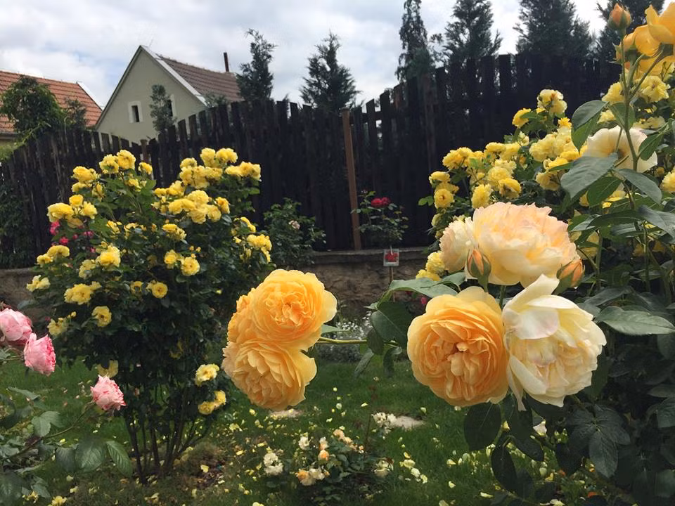 Trong khu vườn rộng 250m2 , chị Phạm Bích ưu tiên trồng các giống hồng Anh. Với chị, hoa hồng Anh luôn có sức cuốn hút đặc biệt, ẩn chứa những điều bất ngờ ngọt ngào của cuộc sống. Hơn nữa, thời tiết nơi chị sống cũng rất thích hợp trồng hồng Anh.