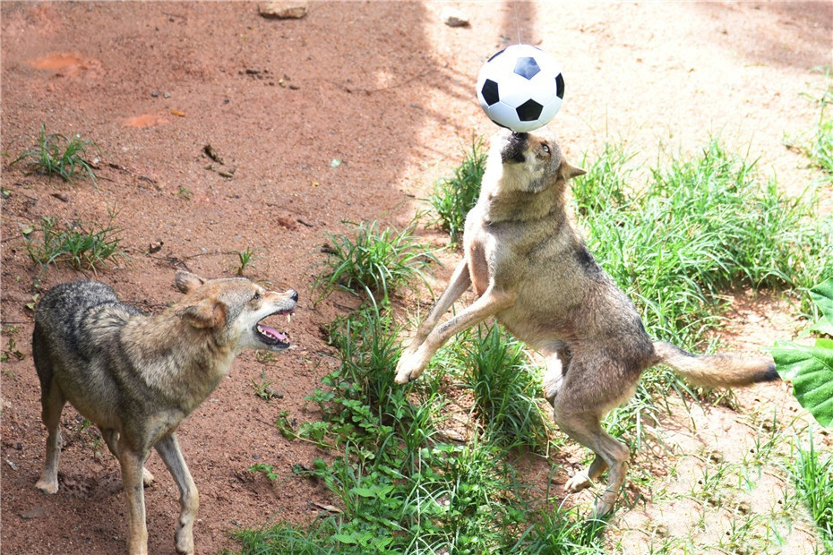 Hưởng ứng không khí rạo rực của mùa World Cup, mới đây, ở công viên bảo tồn động vật hoang dã Thâm Quyến, Quảng Đông, Trung quốc, những con sói Siberia cũng chơi bóng đá ngay tại khu vực mình sinh sống, dưới sự hướng dẫn của các nhân viên trong công viên.