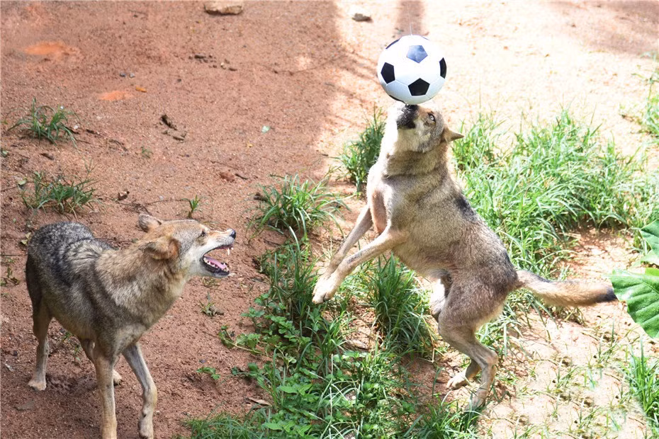 Hưởng ứng không khí rạo rực của mùa World Cup, mới đây, ở công viên bảo tồn động vật hoang dã Thâm Quyến, Quảng Đông, Trung quốc, những con sói Siberia cũng chơi bóng đá ngay tại khu vực mình sinh sống, dưới sự hướng dẫn của các nhân viên trong công viên.