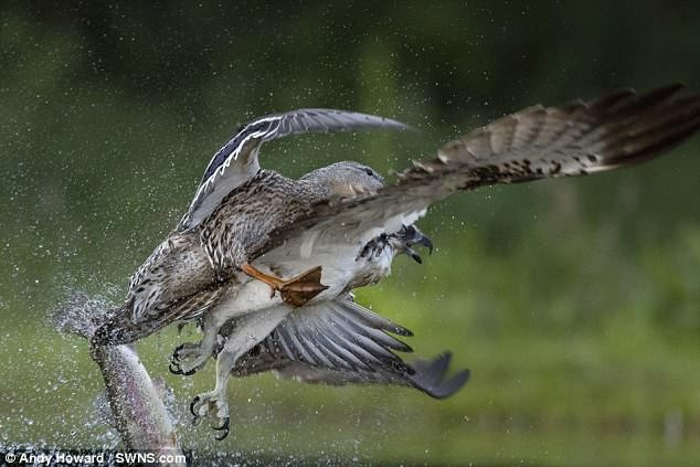 Chim ung bien vat va chien dau voi vit hoang da-Hinh-5