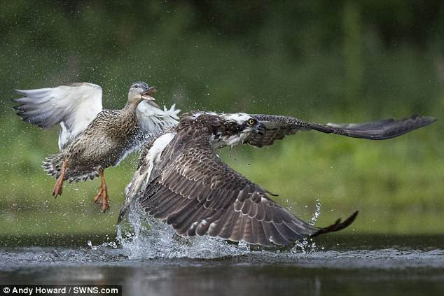 Chim ung bien vat va chien dau voi vit hoang da-Hinh-4