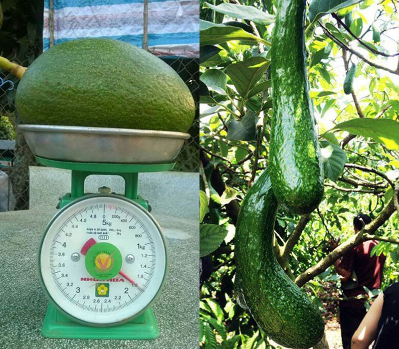 Ở Việt Nam, người nông dân có thể trồng ra giống bơ nặng tới 2kg/quả hay quả dài gần nửa mét