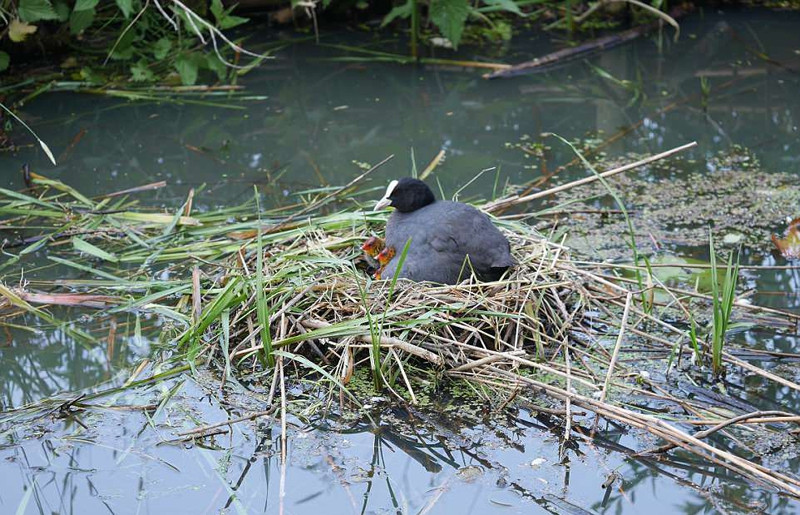 Khi vừa phát hiện ra chim ưng, sâm cầm mẹ đã chủ động tấn công. Nó tấn công một cách điên cuồng, liều mạng dù chênh lệch về kích thước cơ thể, kỹ năng săn mồi... với kẻ địch.
