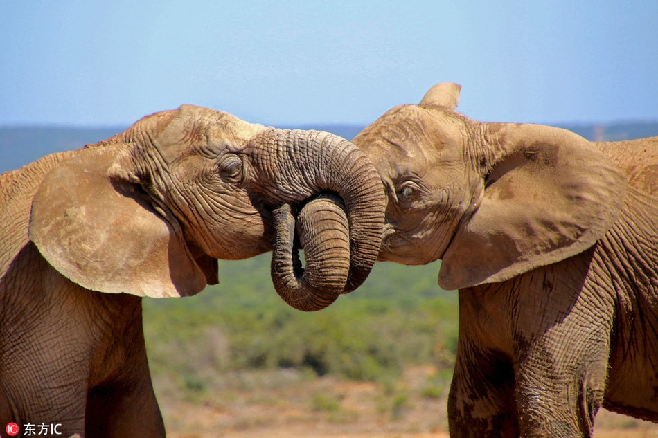 Sau khi uống nước, hai con voi đực bị kích động, lao vào nhau đọ sức. Thế nhưng kỹ năng chiến đấu vụng về của chúng khiến hai chiếc vòi dài quấn chặt và rối vào nhau.