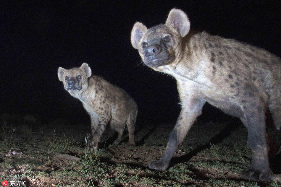 Để hạn chế những vụ tấn công của linh cẩu với người dân địa phương, Abbas và gia đình anh đã nghĩ ra cách nuôi chúng, để chúng no bụng, sẽ không tấn công vật nuôi và con người nữa.