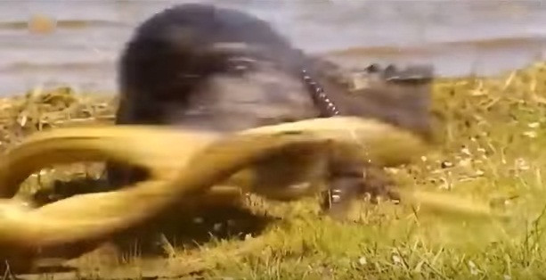 Bị đau, trăn thảm trở nên vô cùng hung dữ, nó đột ngột quay lại và bắt đầu cuộc chiến dữ dội, không khoan nhượng với cá sấu khổng lồ.