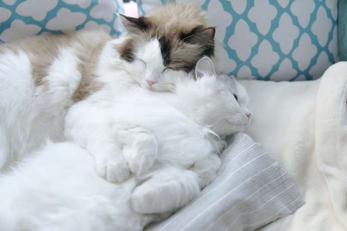 Những bức ảnh của Tiểu Hồ Ly chụp cùng với bạn gái, dựa sát vào nhau khiến nhiều người thầm nghĩ, thực sự đúng là trời sinh một đôi.