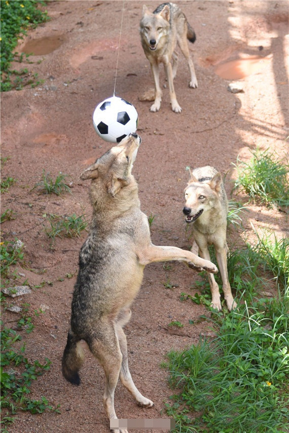 Theo các nhân viên, mới đầu họ tâng bóng ở độ cao phù hợp và những con sói bắt đầu bị hoạt động này chú ý.