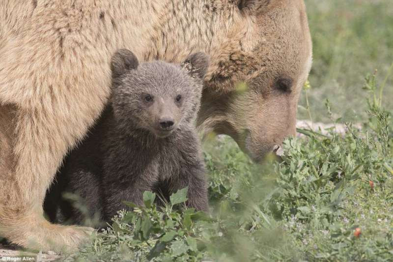 Cách đây không lâu, con gấu nâu cái đã bước ra khỏi kỳ ngủ đông và bước ra khỏi hang động trên núi một cách vô cùng thoải mái. Mọi người vô cùng ngạc nhiên khi nó đã sinh ra hai con gấu con vô cùng khỏe mạnh.