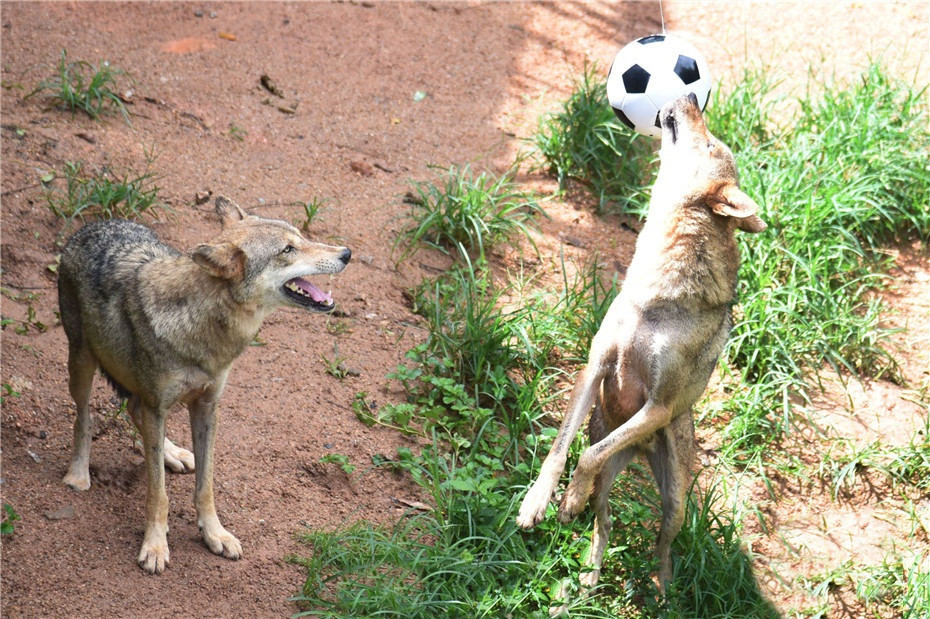 Trong ảnh là những con sói đang chơi bóng đá rất hăng say.