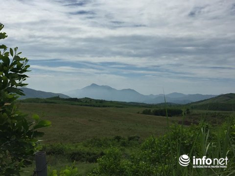 Hàng trăm héc ta đồi núi trồng cỏ cho bò trọc lóc.