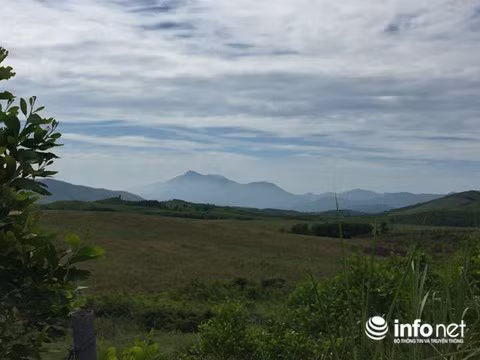 Hàng trăm héc ta đồi núi trồng cỏ cho bò trọc lóc.