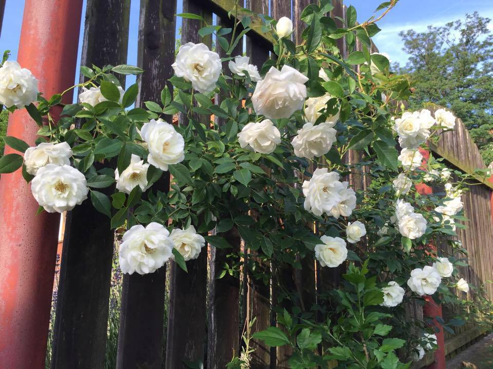 Sau mỗi đợt hoa tàn, chị cắt tỉa ngay bông hoa tàn đi và bón thêm các loại dinh dưỡng để cây có thêm thức ăn, cho hoa đẹp, nở to đều và chuẩn form.