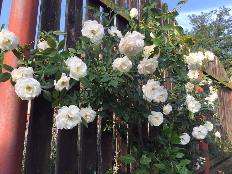 Sau mỗi đợt hoa tàn, chị cắt tỉa ngay bông hoa tàn đi và bón thêm các loại dinh dưỡng để cây có thêm thức ăn, cho hoa đẹp, nở to đều và chuẩn form.