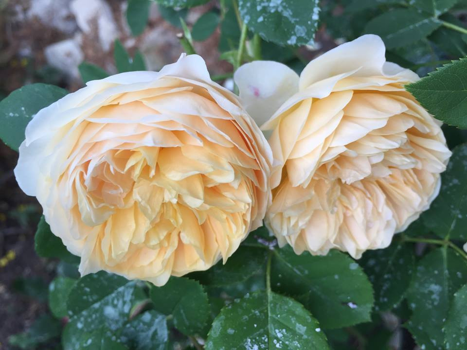 Không phụ công người chăm sóc, những bông hoa đua nhau khoe sắc rực rỡ. Những loài hoa liên tục đua nhau khoe sắc hương, chính vì vậy vườn nhà chị không bao giờ thiếu hoa nở.