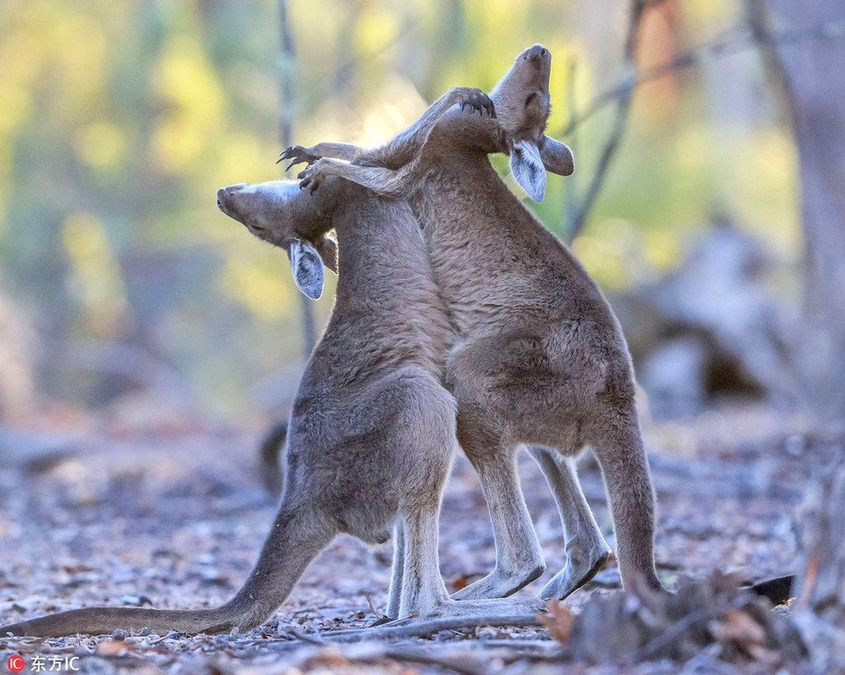 Nhiếp ảnh gia động vật hoang dã Georgina Steytler trong lúc khám phá thiên nhiên hoang dã ở Australia đã ghi lại được khoảnh khắc ai con kangaroo vị thành niên ra tay.