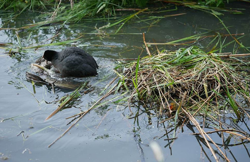 Khi bay ngang qua hồ nước, con chim ưng phát hiện một tổ chim sâm cầm, có rất nhiều chim non.
