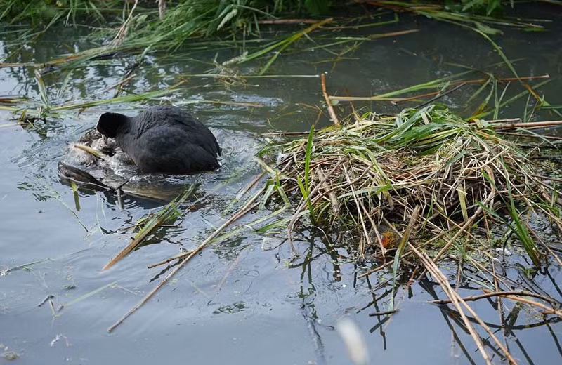 Khi bay ngang qua hồ nước, con chim ưng phát hiện một tổ chim sâm cầm, có rất nhiều chim non.