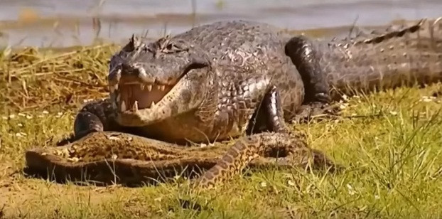 Cuối cùng, cá sấu khổng lồ giành chiến thắng, nó nở nụ cười tự hào khi biến đối thủ đáng gờm thành bữa trưa ngon lành.