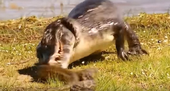 Tuy nhiên, con cá sấu không bỏ qua cơ hội tốt như vậy, ngay khi thấy trăn thảm bỏ đi, nó nghiêng người và cắn vào cơ thể trăn thảm để khiêu khích.