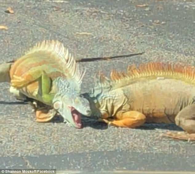 Mặc dù chúng không gây nguy hiểm cho con người, thế nhưng những con cự đà hoang dã có thể cắn đứt dây điện, dây cáp, chiếm lấy ban công của các hộ gia đình, đi vệ sinh trong hồ bơi ngoài trời và tấn công những con vật cưng, gây ra trở ngại cho cuộc sống bình thường của người dân.