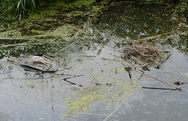 Trước thế tấn công mãnh liệt của chim sâm cầm mẹ, chim ưng đã bối rối và để bị rơi vào thế hạ phong, toàn bộ lông vũ trên người của nó ướt sũng, khiến cơ thể nó nặng nề và dần chìm xuống nước.