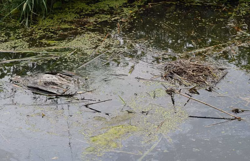 Trước thế tấn công mãnh liệt của chim sâm cầm mẹ, chim ưng đã bối rối và để bị rơi vào thế hạ phong, toàn bộ lông vũ trên người của nó ướt sũng, khiến cơ thể nó nặng nề và dần chìm xuống nước.