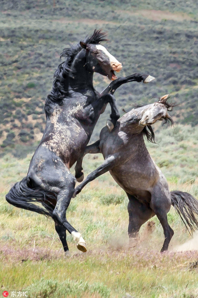 Nhiếp ảnh gia Duane Johnson chụp được một bức ảnh hiếm hoi khi hai con ngựa đực đang chiến đấu căng thẳng ở tây bắc Colorado. Được biết, cuộc chiến giữa hai con ngựa đực này là để tranh giành một con ngựa cái.