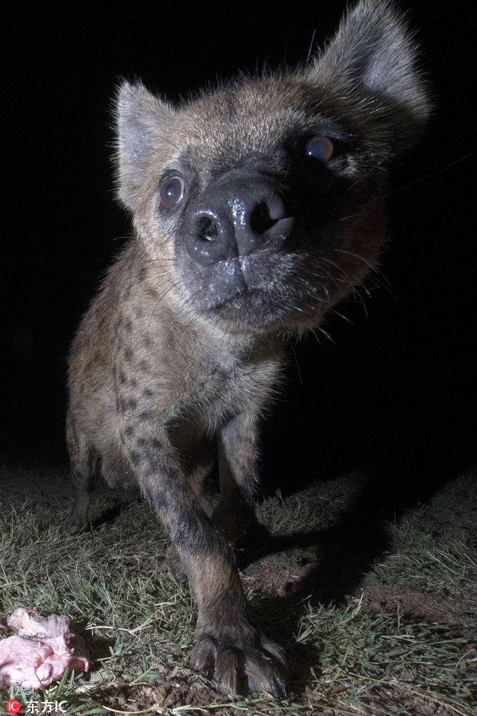 Cũng nhờ thế, Abbas được đàn linh cẩu coi như một thành viên trong đàn. Chúng thân thiết và tin tưởng Abbas đến mức chịu tiếp nhận những người mới do Abbas giới thiệu.